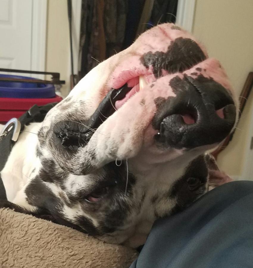 Hoss at 2 years old