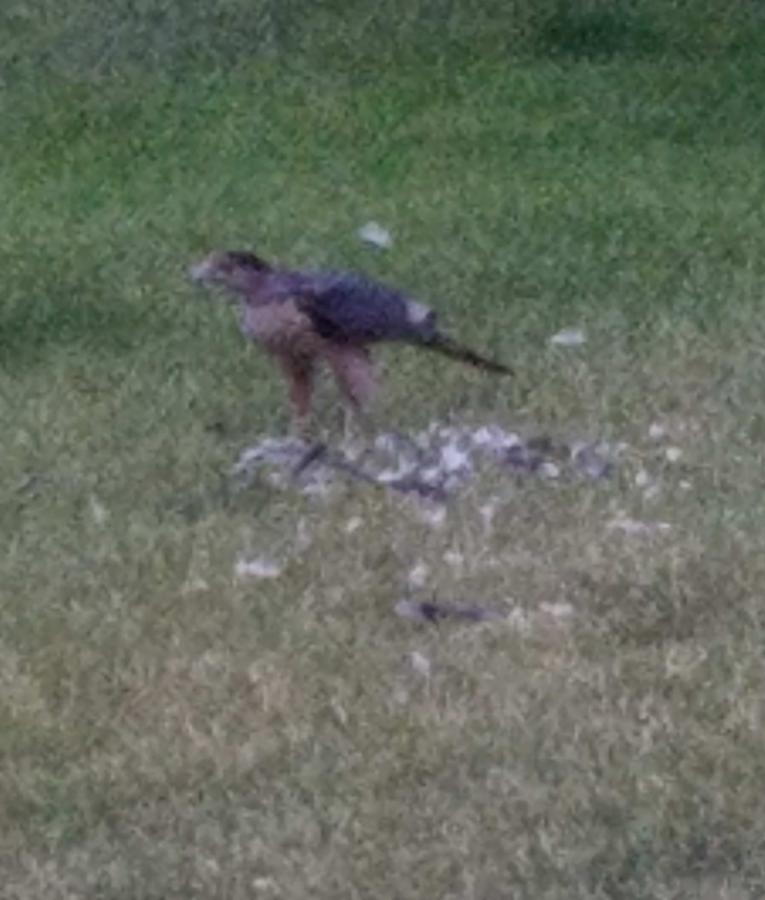 Hawk eating in front yard