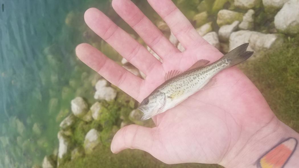 Giant bass